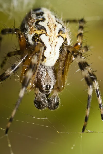 Araneus type edderkop - Stock-foto