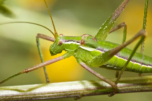 Green cricket — Stock Photo, Image