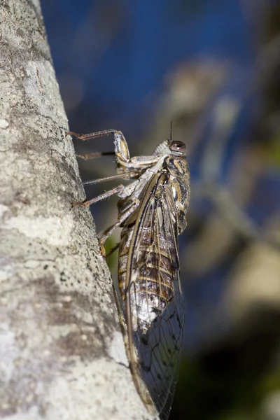Cicada insecto — Foto de Stock