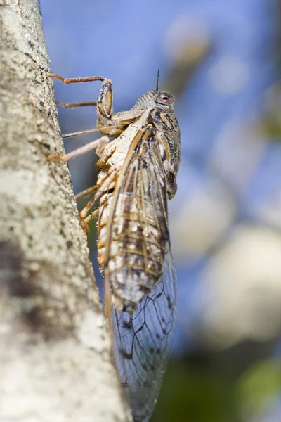 Cicade insect — Stockfoto