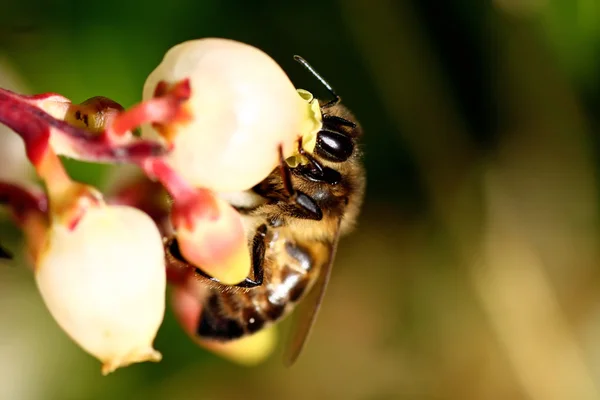 Μέλισσα διατροφή — Φωτογραφία Αρχείου