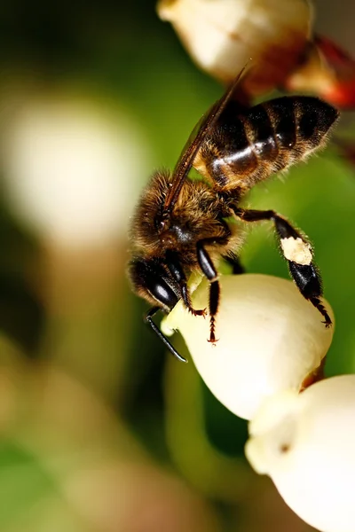 Pszczoła karmienia — Zdjęcie stockowe