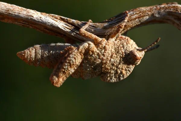 이상한 메뚜기 — 스톡 사진