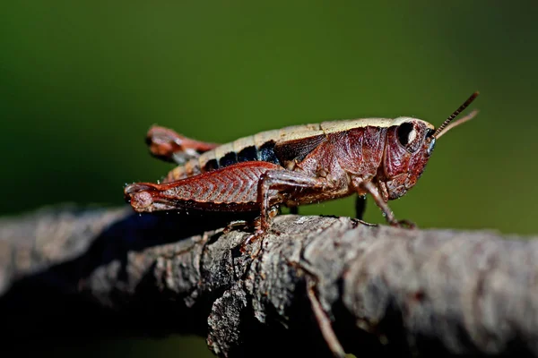 Small grasshopper — Stock Photo, Image