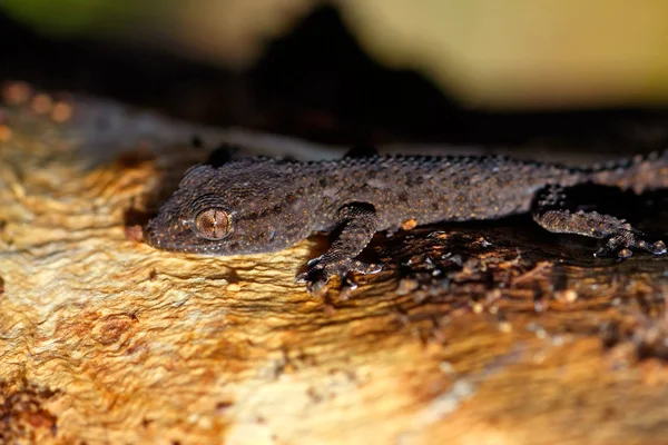 Dark gecko — Stock Photo, Image