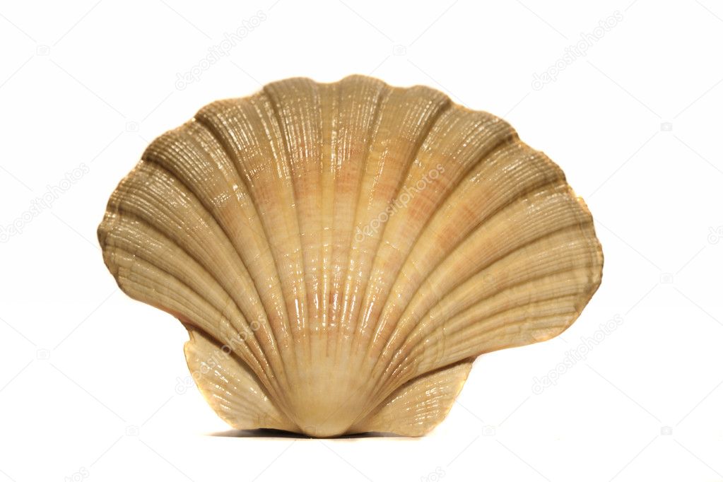 Half scallop shell