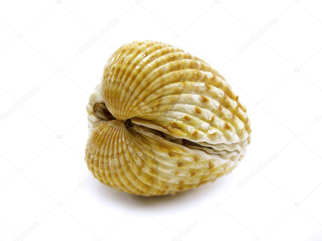 Closed scallop shell