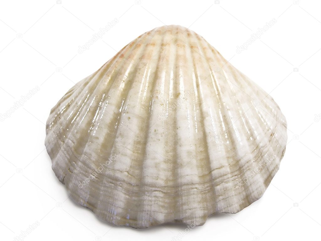 Cockle sea shell — Stock Photo © membio #5217056