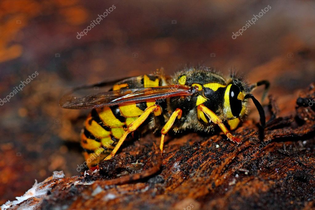 european wasp