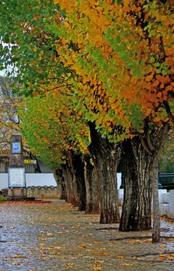 hizalanmış ağaçları ile Bahçe