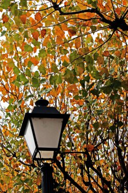 sokak lambası ve yapraklar