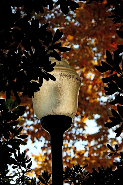 Streetlamp omringd — Stockfoto