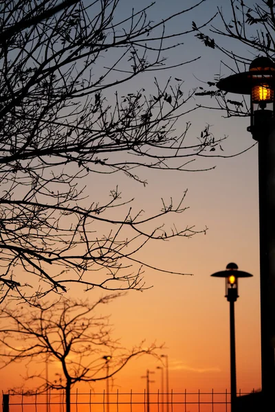 Luzes de parque público e galhos de árvores ao amanhecer — Fotografia de Stock