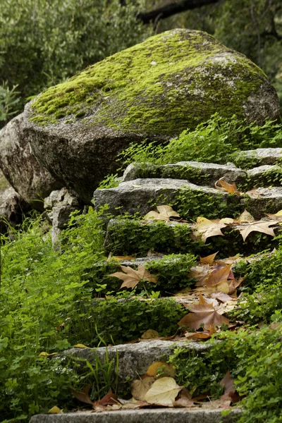 Kroki lasu — Zdjęcie stockowe