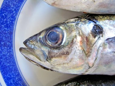 uskumru görünümü baş