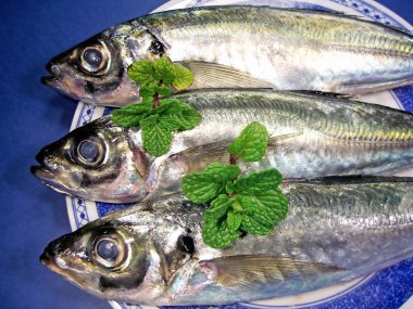 Close up mackerel view clipart