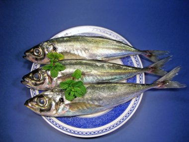 Top view of mackerel clipart