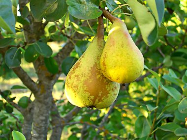 Two pears clipart