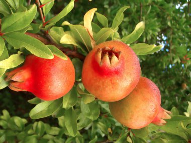 Pommegranate trio