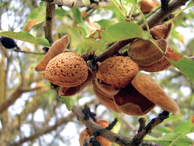 Almonds on tree clipart