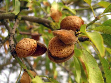 Almonds on tree clipart