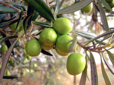 Zeytin asılı