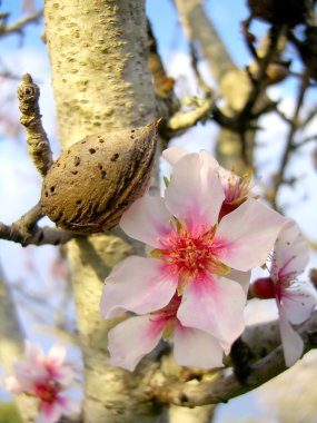 Almonds on the tree clipart