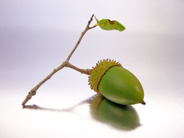 Branch of acorns clipart