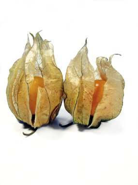 iki physalis