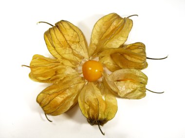 Physalis daire