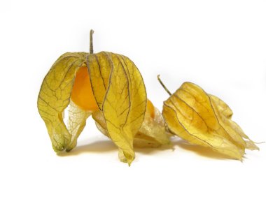 Physalis beyaz