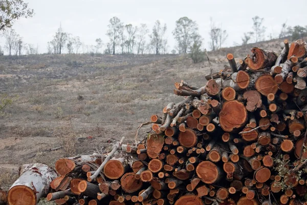 Pilha de troncos de madeira — Fotografia de Stock