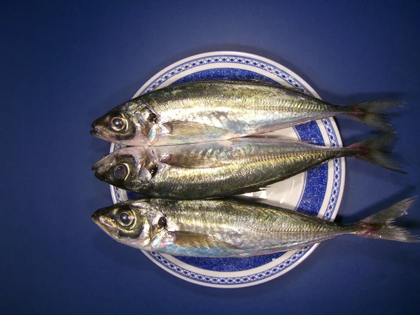 Три скумбрія риби — стокове фото