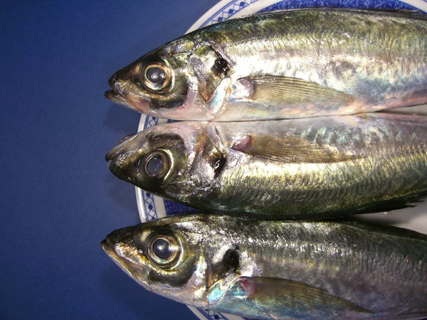 Trois poissons maquereaux — Photo