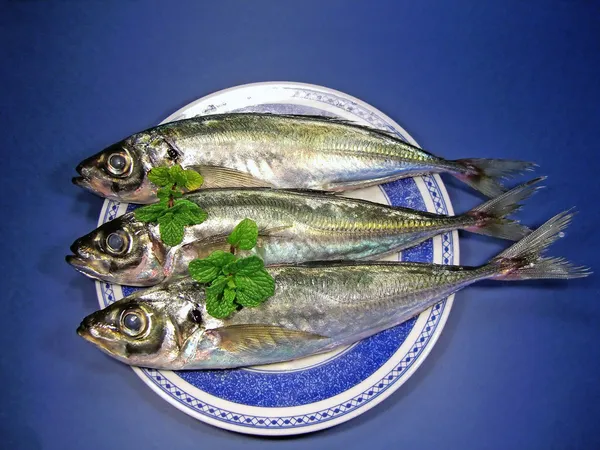 Top view of mackerel — Stock Photo, Image