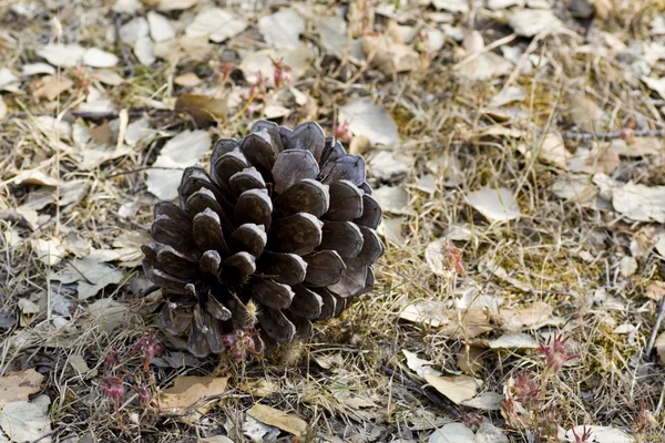 Pine cone on ground — Stock Photo, Image