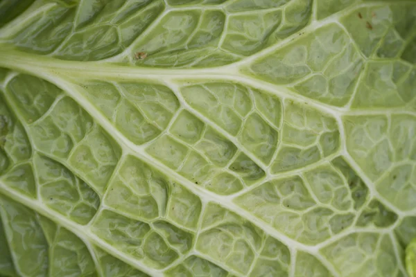 stock image Fresh cabbage