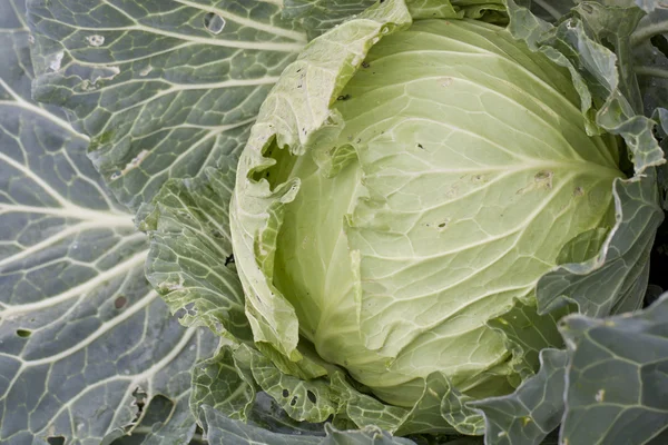 stock image Fresh cabbage