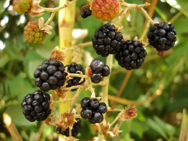 Wild blackberry — Stock fotografie