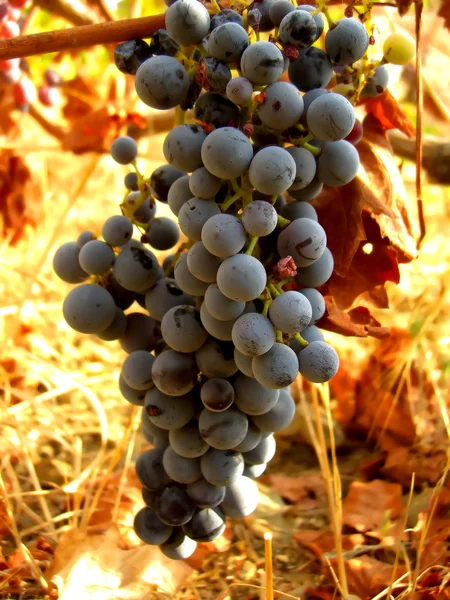 Grapes hanging — Stock Photo, Image