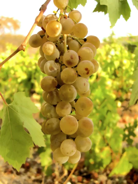 Winnica winogron — Zdjęcie stockowe