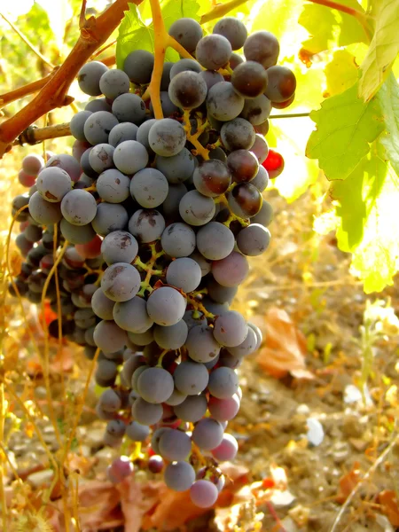 Czerwone winogrona ciemne — Zdjęcie stockowe