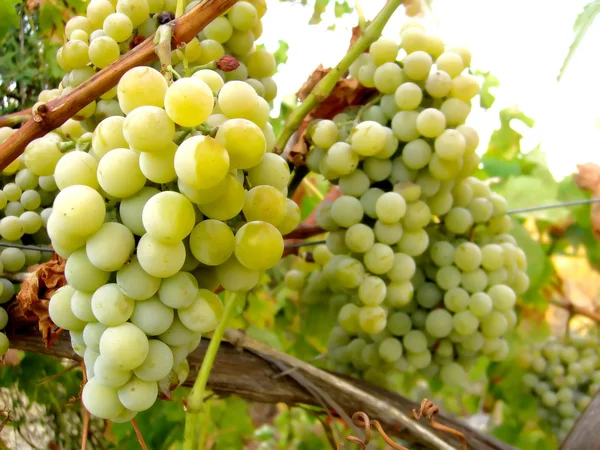 Green Grapes — Stock Photo, Image
