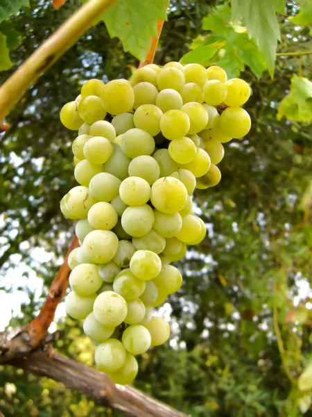 Green Grapes — Stock Photo, Image
