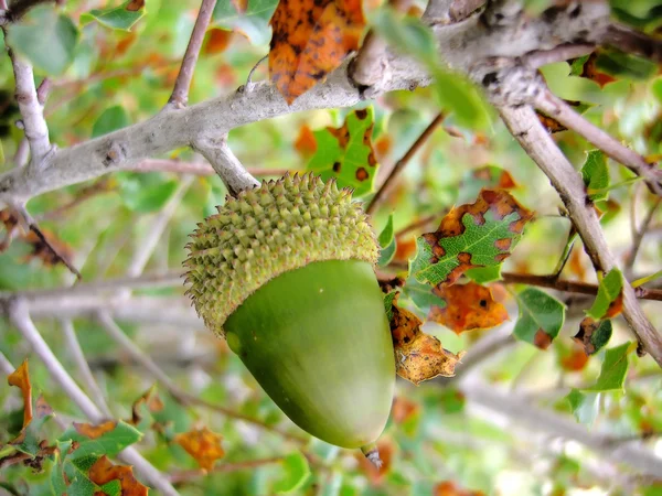 Kermes oak acorn — Stock Photo, Image