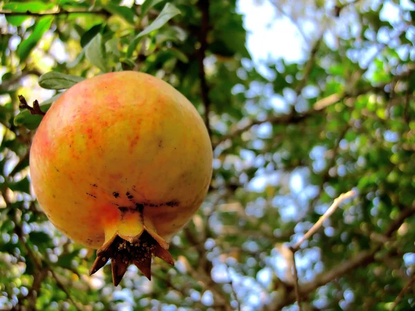 Granátové jablko předsazení — Stock fotografie