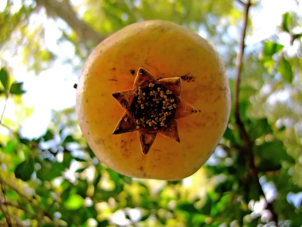 Kolo granátové jablko — Stock fotografie