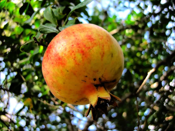 stock image Pomegranate on the tree