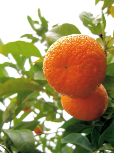 Duas laranjas em uma árvore ... — Fotografia de Stock