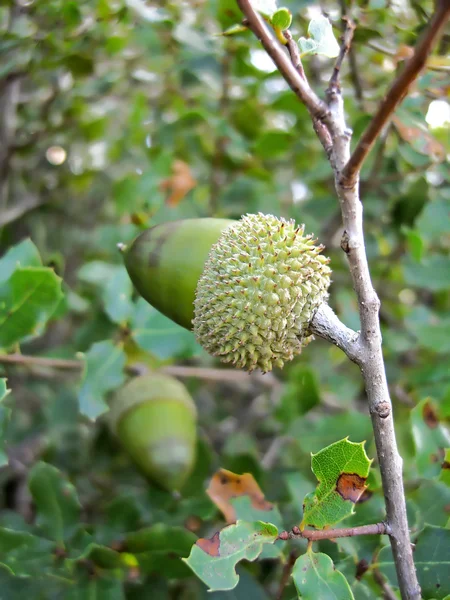 Quercus coccifera ekollon — Stockfoto